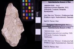 Foto (Objekt + Etiketten) von Gastrosacus tuberosiformis (Lorenthey, 1929) (NHMW-GEO-1990-0041-0506)